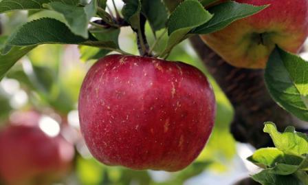 सेहत और खूबसूरती के लिए सेब खाएं