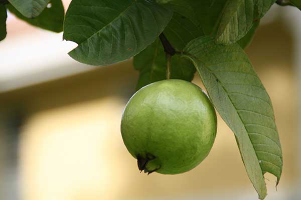 guava leaf