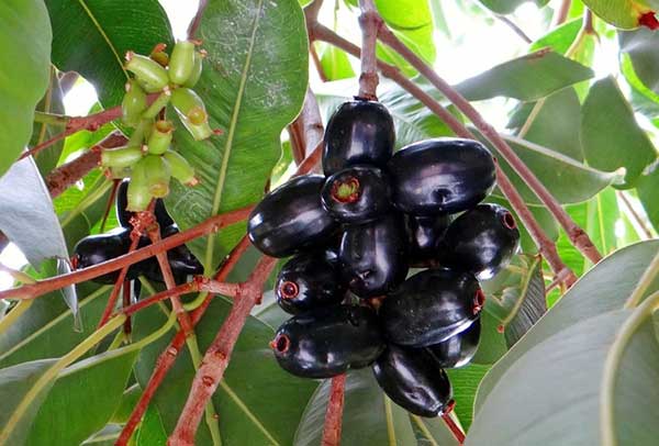 jamun tree