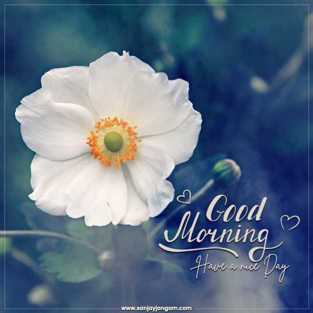good morning beautiful flowers