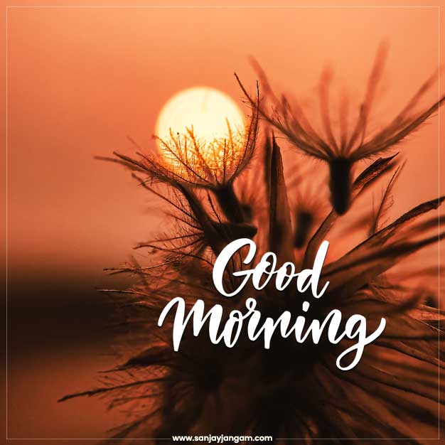 good morning greetings images
