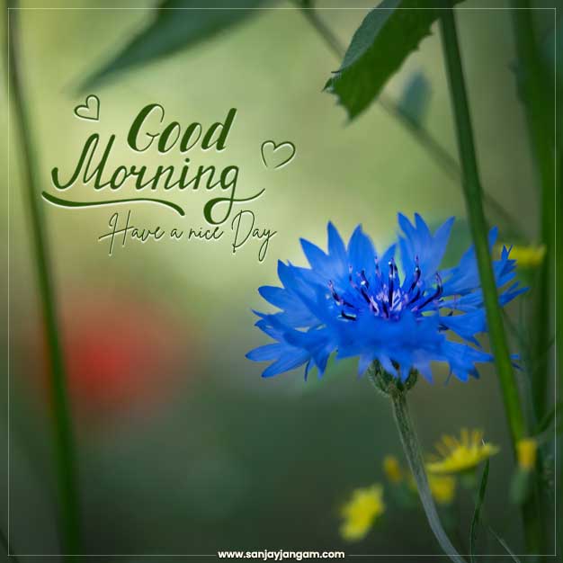 good morning images hd