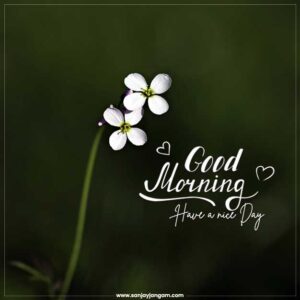 Good Morning Images | 1500+ Good Morning Pic good morning love images