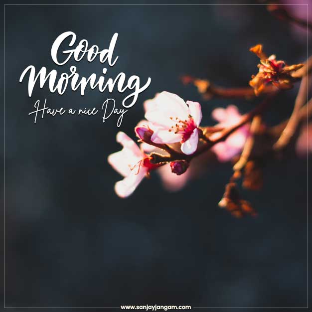 good morning photos hd