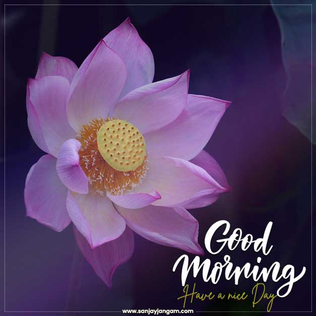 good morning wishes images