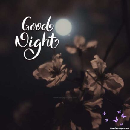 Good Night Images | 2200+ Good Night Photo | HeloPlus