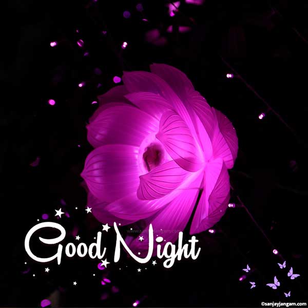 good night rose image