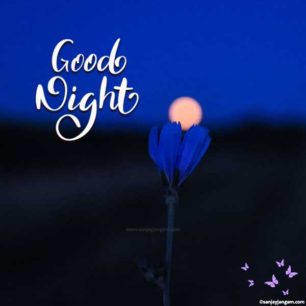 good night roses