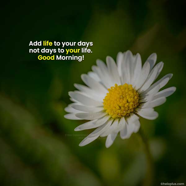 good morning wishes in english
